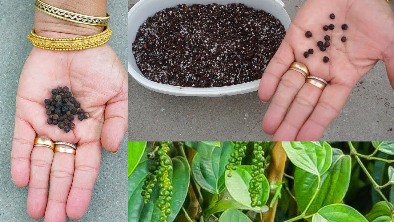 घर पर ही उगाएं काली मिर्च का पौधा।How to grow Black Pepper from seeds?काली मिर्च बीज से कैसे लगाएं?