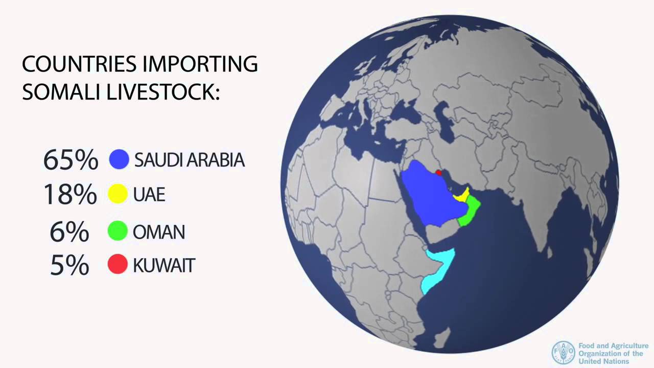 VIDEOGRAPHICS  Somalia registers record exports of 5 million livestock in 2014 1