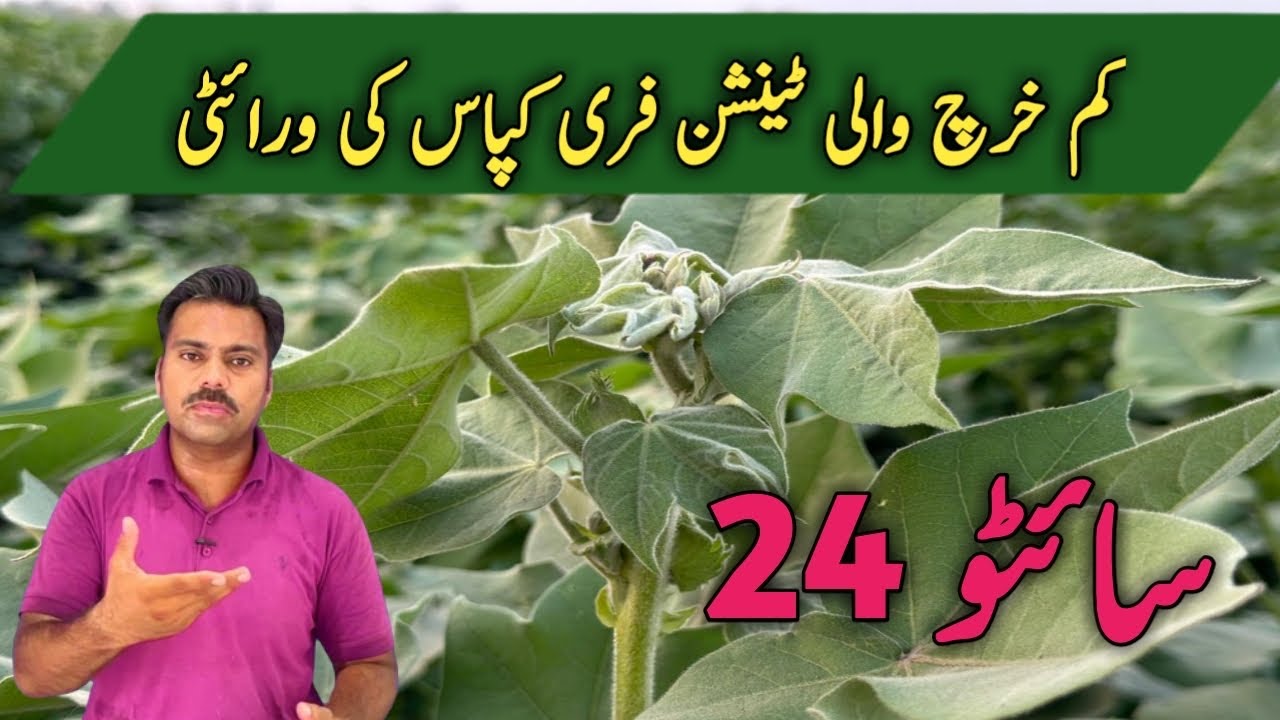 What are the salient features of Cyto 24 cotton variety | Cyto 23 cotton seed | Abid Ali Agrarian