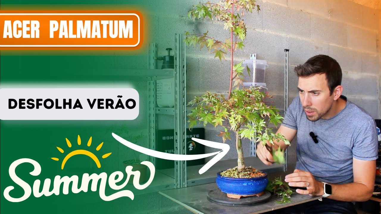 Transforme o Seu Acer Palmatum com Técnicas de Desfolha Avançadas!