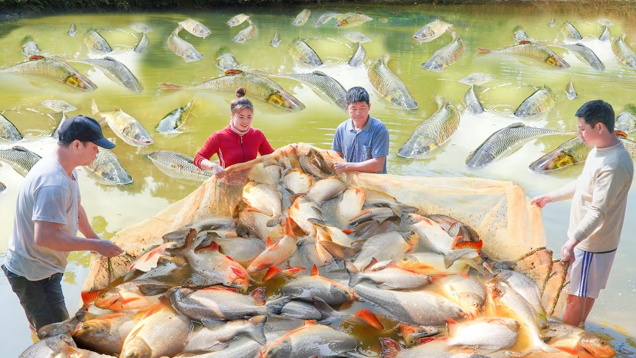 Use Horse Carriages To Harvesting Many Big Fish At Fish Pond Go To Countryside Market Sell