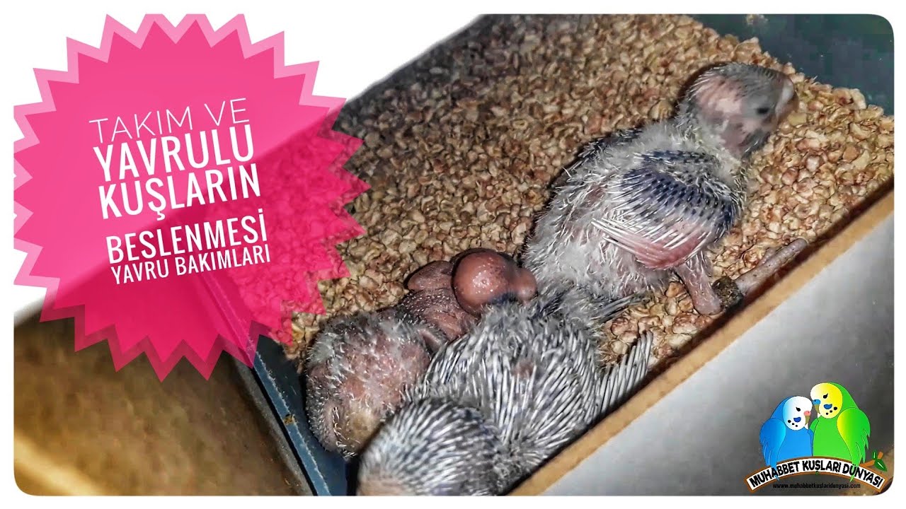 Yavrulu ve Takım Kuşların Beslenmesi Mama Verme Aralıkları