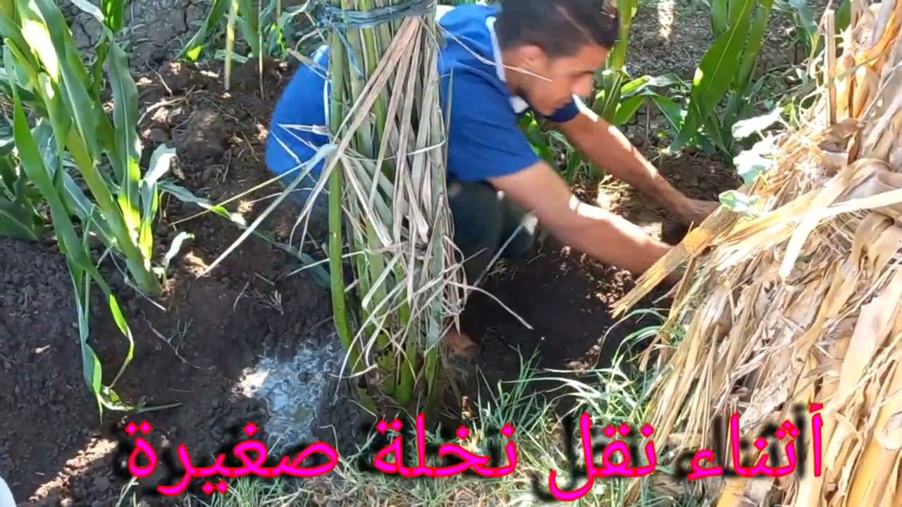 نقل نخلة صغيرة