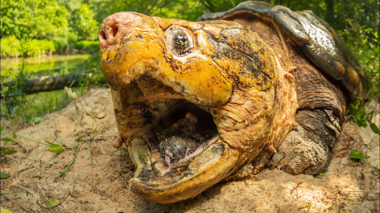 MONSTER 94lb Alligator Snapping Turtle! Herping and trapping w @NKFherping