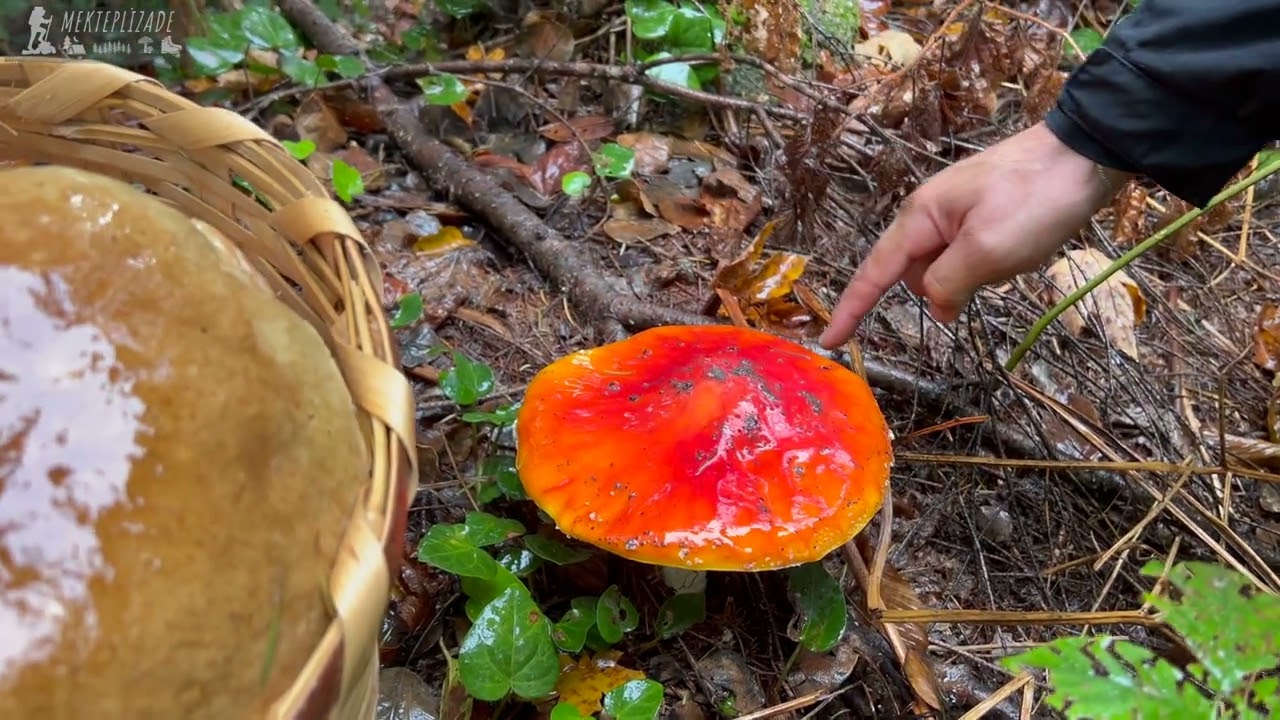 Bolet Kanlıca Mantarı / Sepetler Dolusu Mantar #mushroom #mantartoplama #fungi
