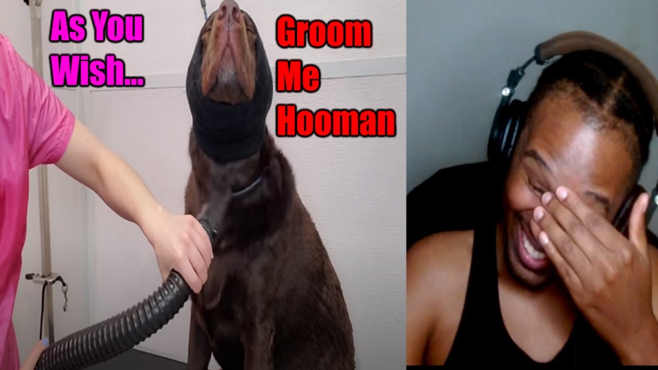 Chubby Labrador Retriever: REACTION TO A GIRL WITH THE DOGS #2!!!