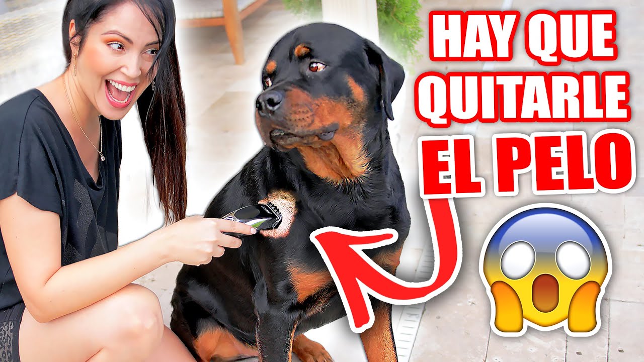 Mi Perro está Enfermo y Tengo que Cortarle el Pelo 🙄 ASÍ QUEDÓ... 😬 Sandra Cires Art ft Karim