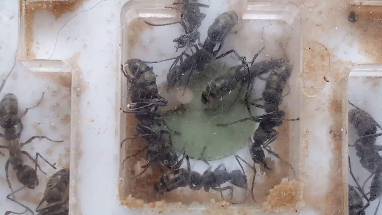 Diacamma scalpratum - Larvae