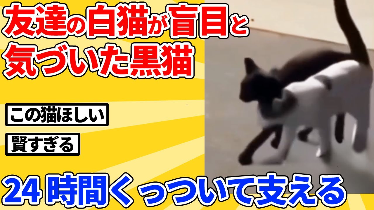 【2ch動物スレ】白猫の目が見えてないと知った黒猫→毎日くっついて助けるように