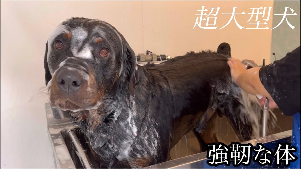 ロットワイラー　ドンくん　お泊まり&シャンプー