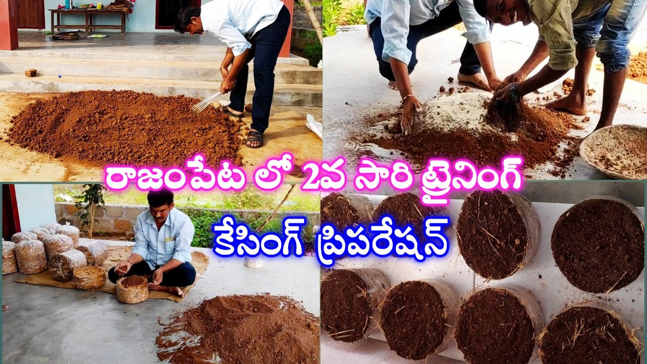 casing soil preparation for Mushrooms Farming training in Rajampet. Mushrooms cultivation training