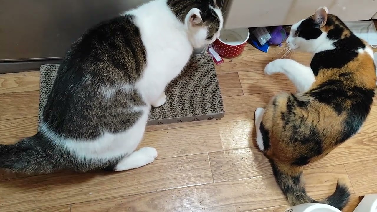 マタタビあげたら酒乱だった #ねこ#ねこのいる生活#cat#喧嘩#夫婦#またたび