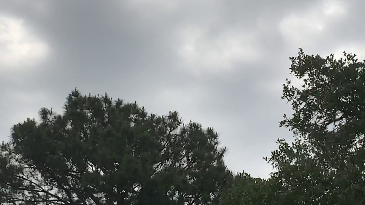 5 Seconds of Pure Pine Tree
