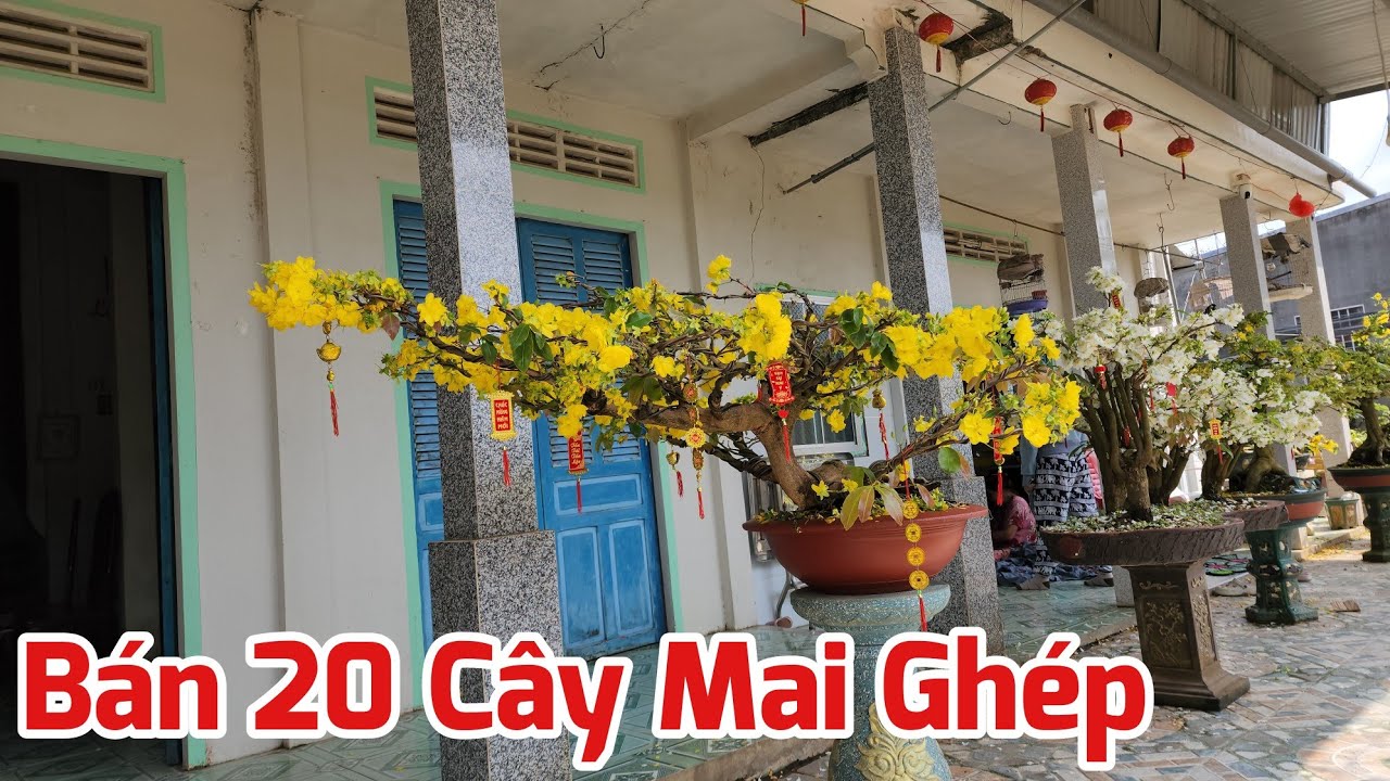 Ngày 22/02 - Bán 20 Cây Mai Ghép