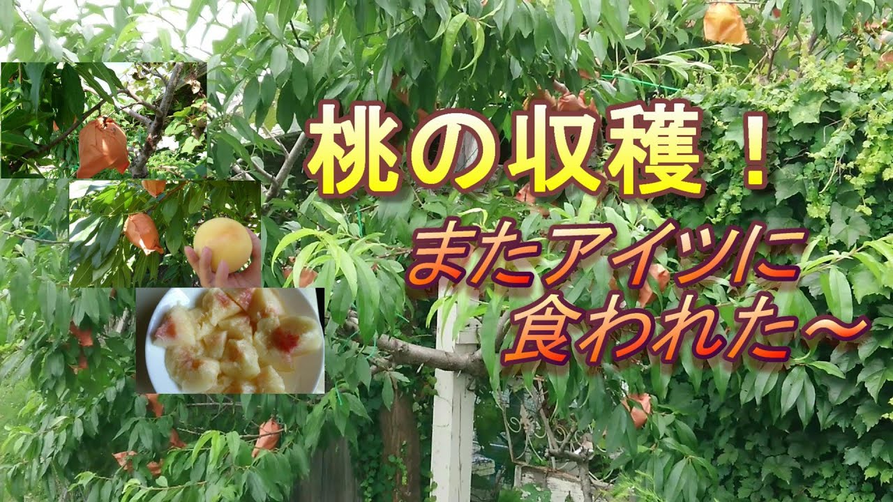 桃の収穫　驚愕の９割にシンクイムシ！  白鳳