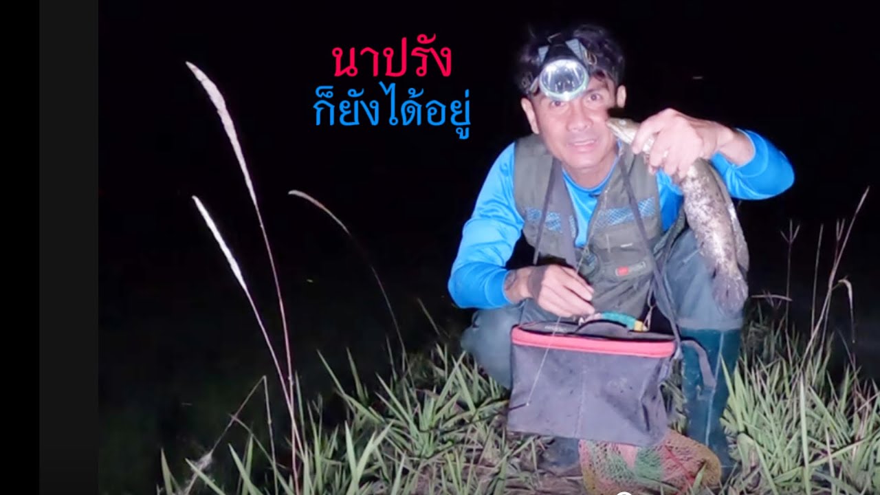 ใส่เบ็ดนาปรังกับเหยื่อจิ้งหริด ไซส์สวยๆมีให้ชมครับ 