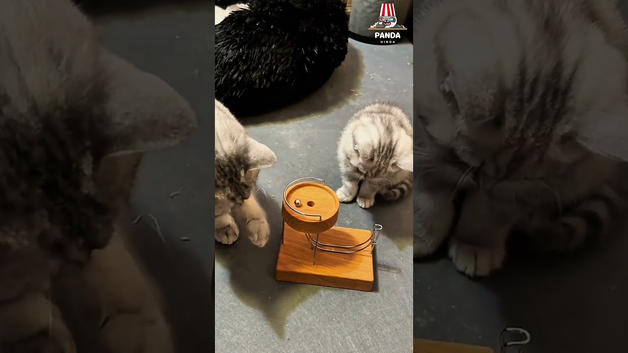 My cats can't figure out how the ball is moving up, so they are watching it intently.😂😜#cat #funny