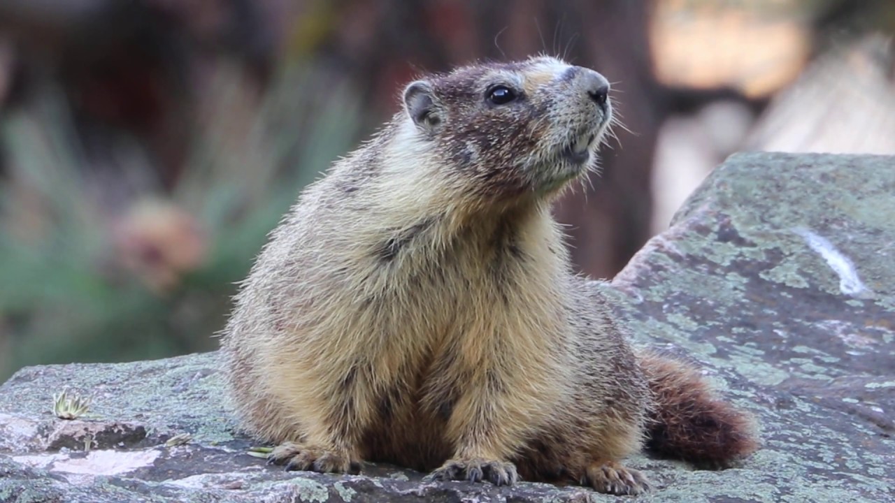 Yellow-Bellied Marmot Chirping
