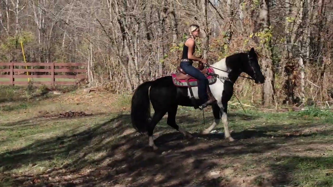 SUPER SMOOTH FLASHY BLACK AND WHITE SPOTTED SADDLE MARE, TRAIL HORSE DELUXE