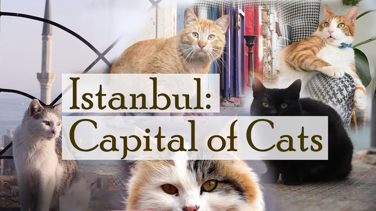 Стамбул: столица кошек