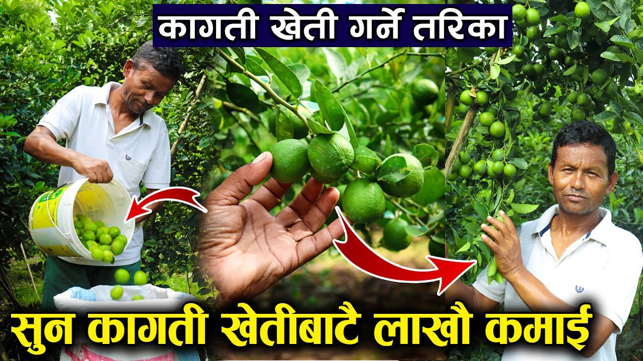 नेपाल आर्मिको पेन्सन पछि कागती खेतिबाट लाखौ कमाउदै नरेन्द्र | lemon farming nepal || News Nepal