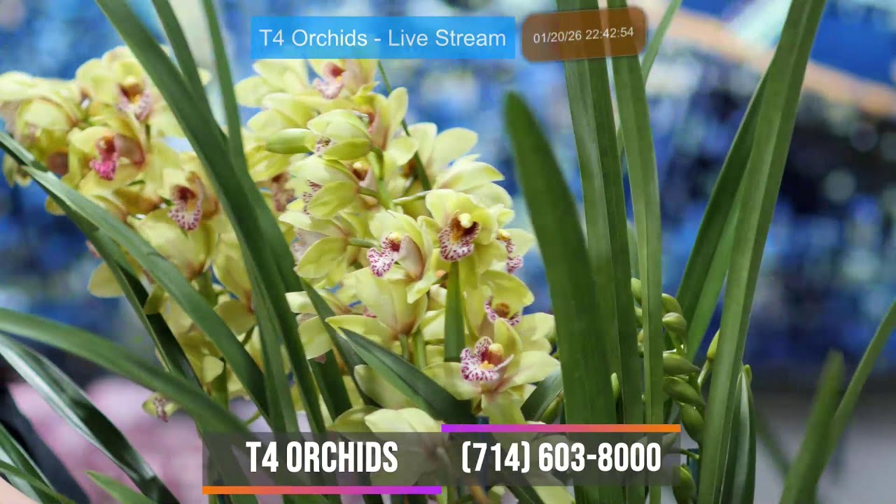 T4 Orchids ~ Livestream Jan 20, 2026 ~ Bán & Trao Đổi Tất Cả Giống Lan Sưu Tầm ~ (714) 603-8000