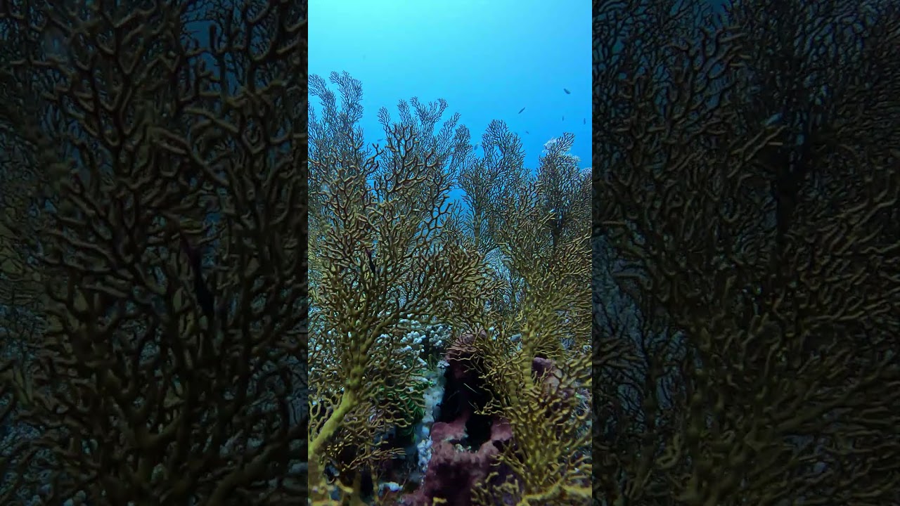 Gorgonia garden - Coral reef natural beauty