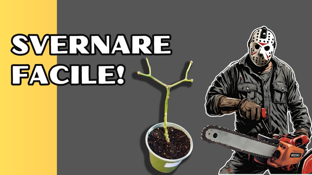 SVERNARE i Peperoncini: tutto quello che DEVI sapere (E DI PIÙ!)