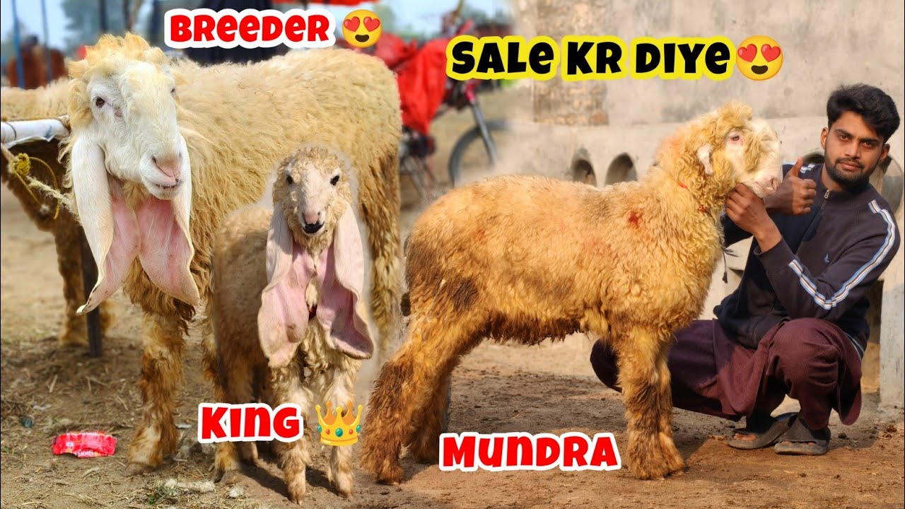 Breeder King aur Mundra Sale Kr diye 😍🥰