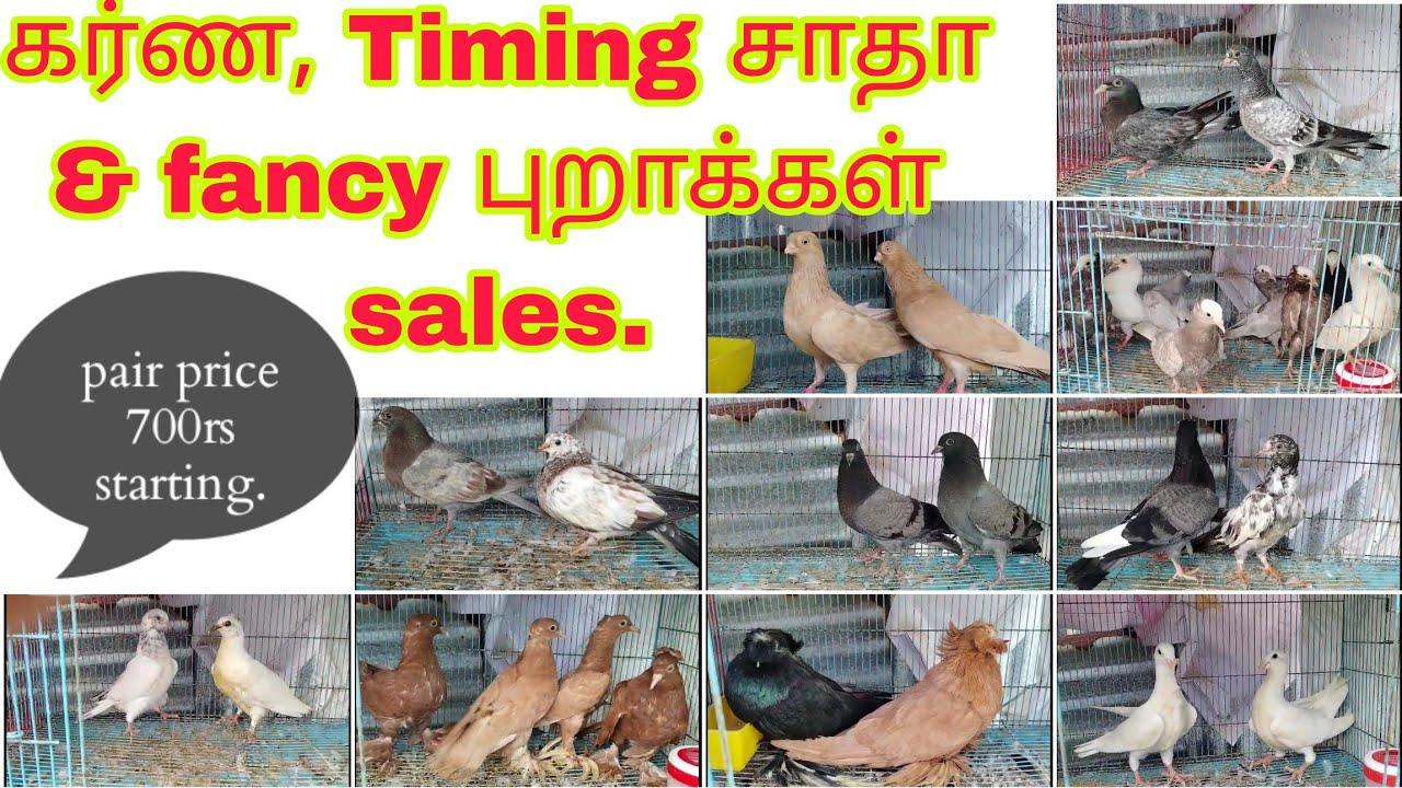  FANCY & karna புறாக்கள் lot sales 