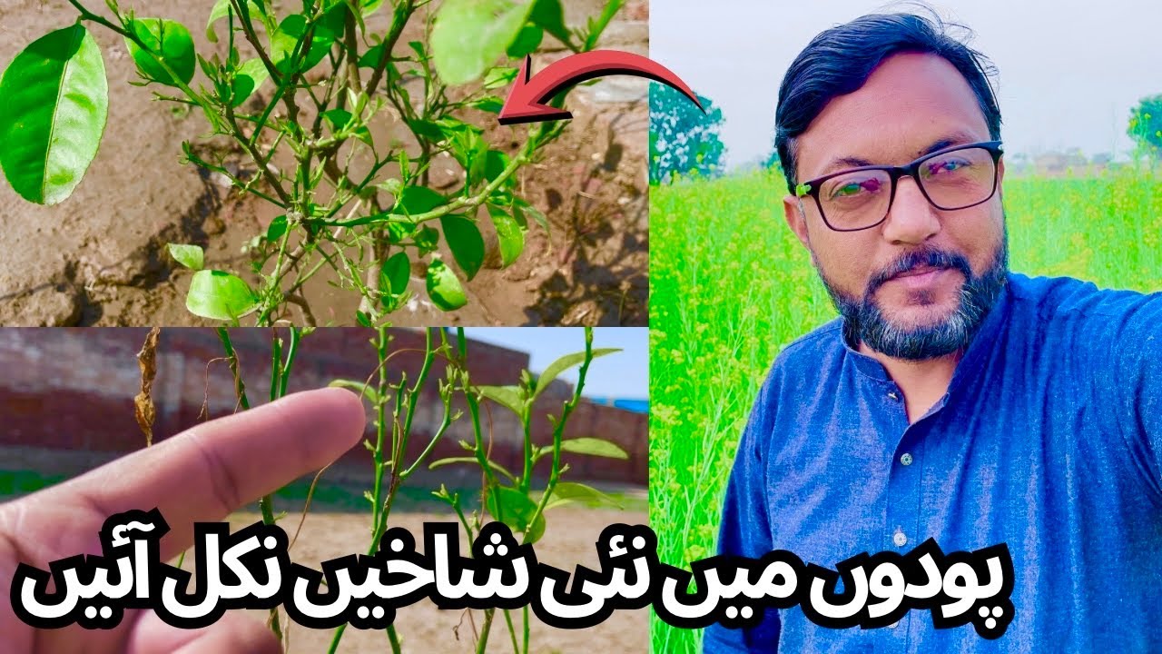 New Branches Growing on My Plants 🌿 | Garden Update | Kashif Vlogs
