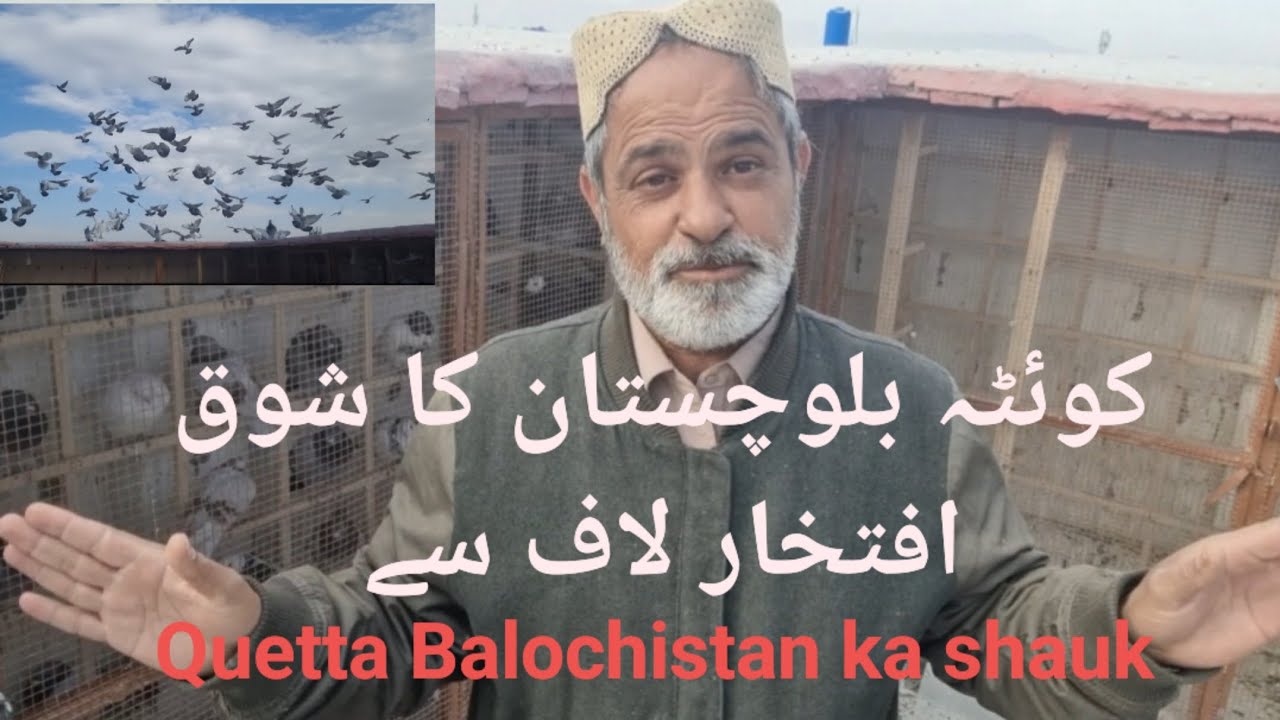 Quetta Balochistan ka shauk#pigeon #birds #kabootar #support ##quetta 