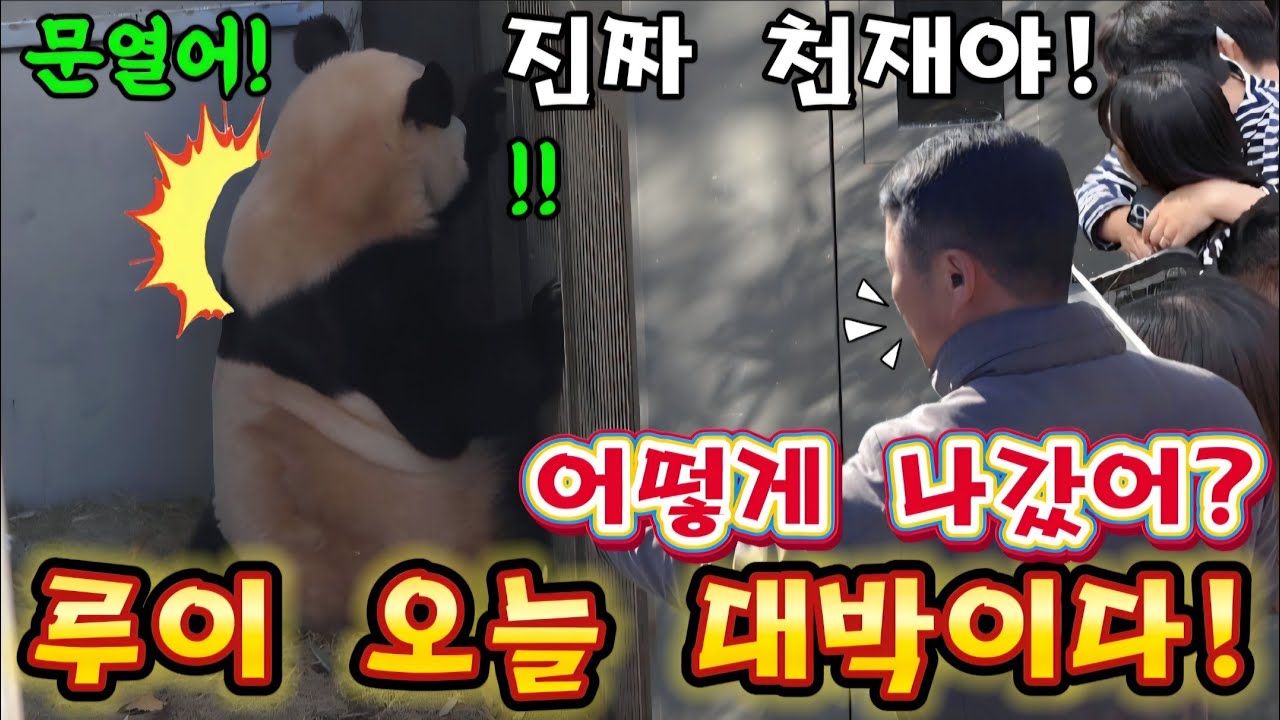 에버랜드 세컨하우스 🤣루이 진짜 천재야! 언제 어떻게 나간거야?신기해요 ㅋㅋ 