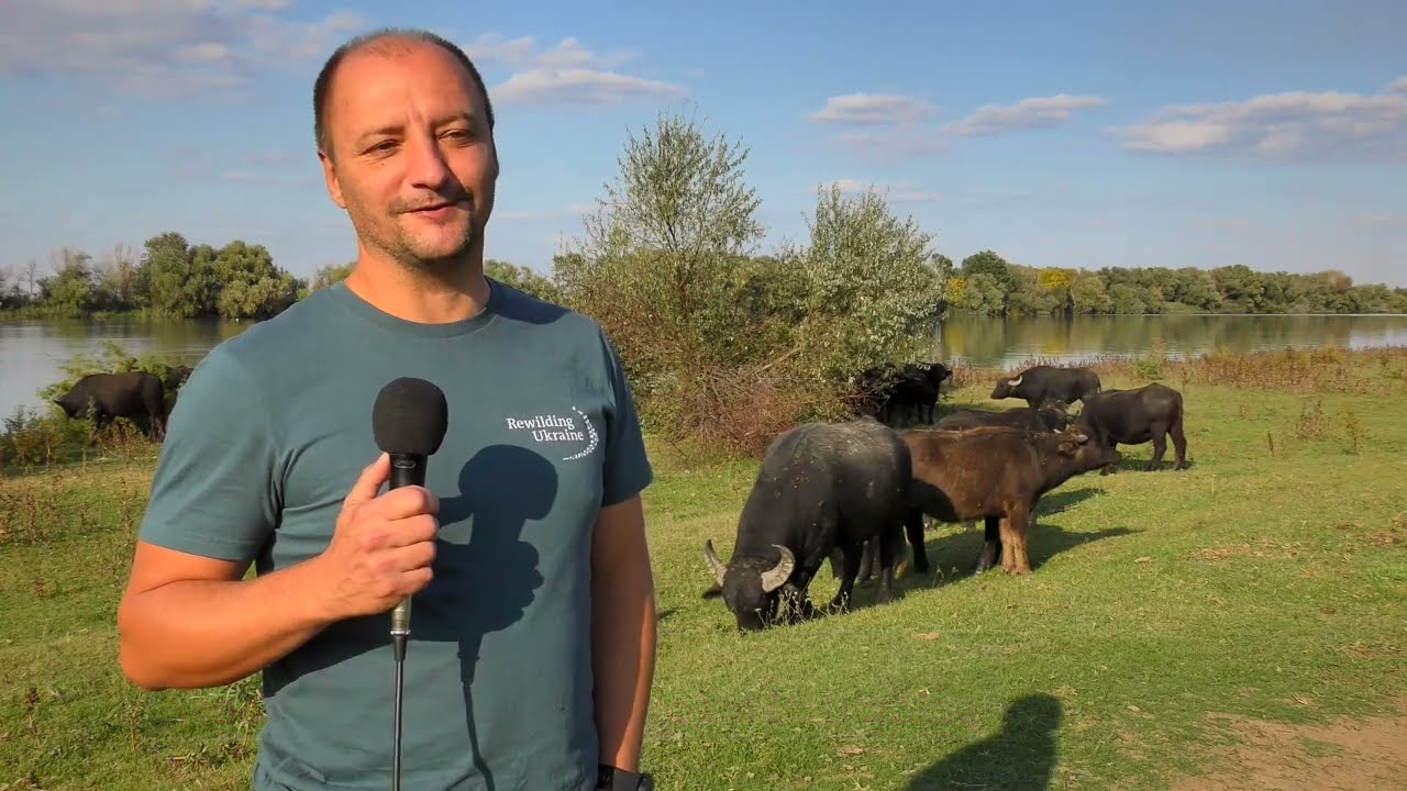 Rewilding in the Danube delta 🐃🦉🦌