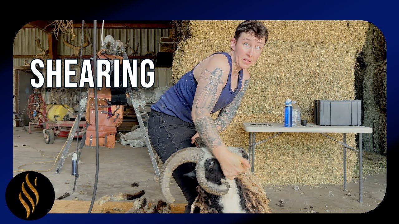 Full Four-Horn Ram Shear: From Beast to Stunning in Minutes