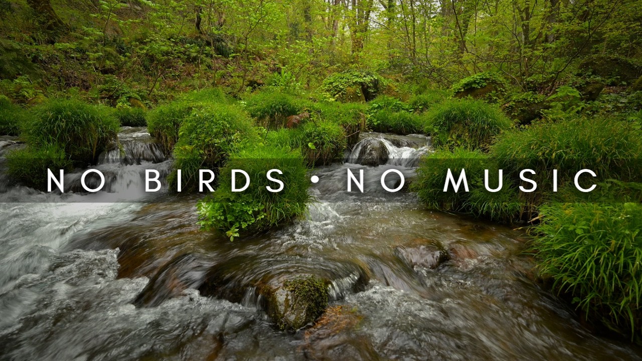 Steady Stream Sounds in the Forest
