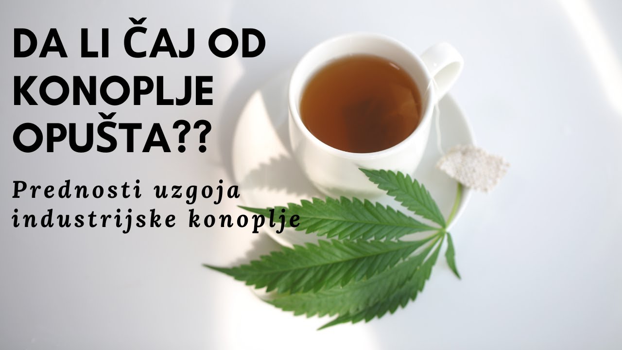 Da li čaj od konoplje opušta? Benefiti i proces uzgoja industrijske konoplje