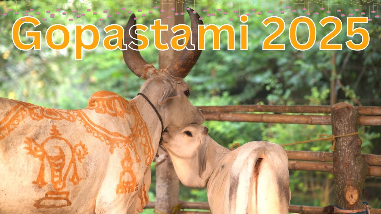 Gopastami Festival 2025 || Sri Dham Mayapur