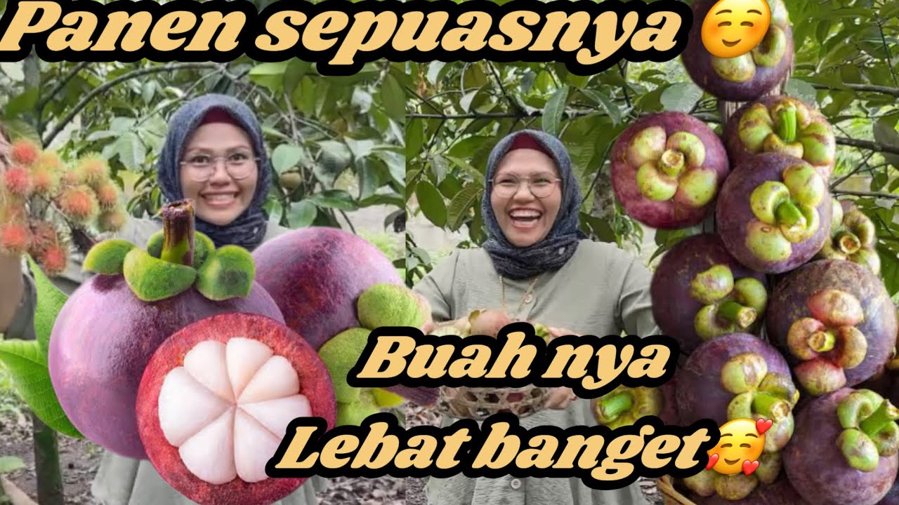 PENEN BUAH-BUAHAN DI KEBUN SEPUASNYA‼️