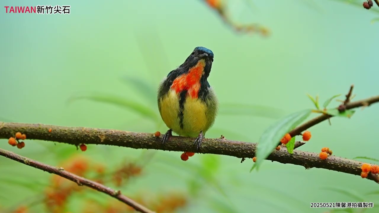 紅胸啄花