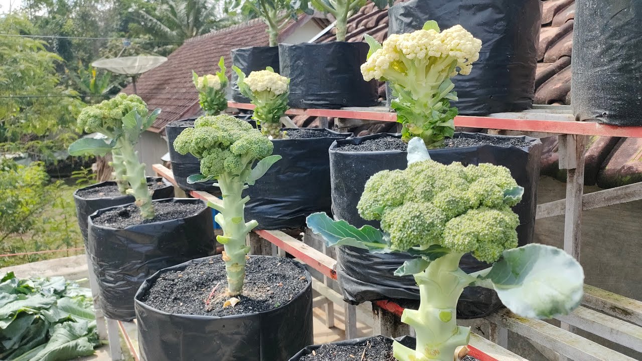 cara menanam bunga kol dan brokoli || how to grow broccoli and cauliflower