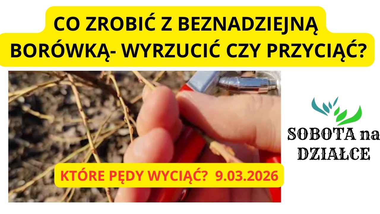 Co zrobić z  BEZNADZIEJNĄ BORÓWKĄ?
