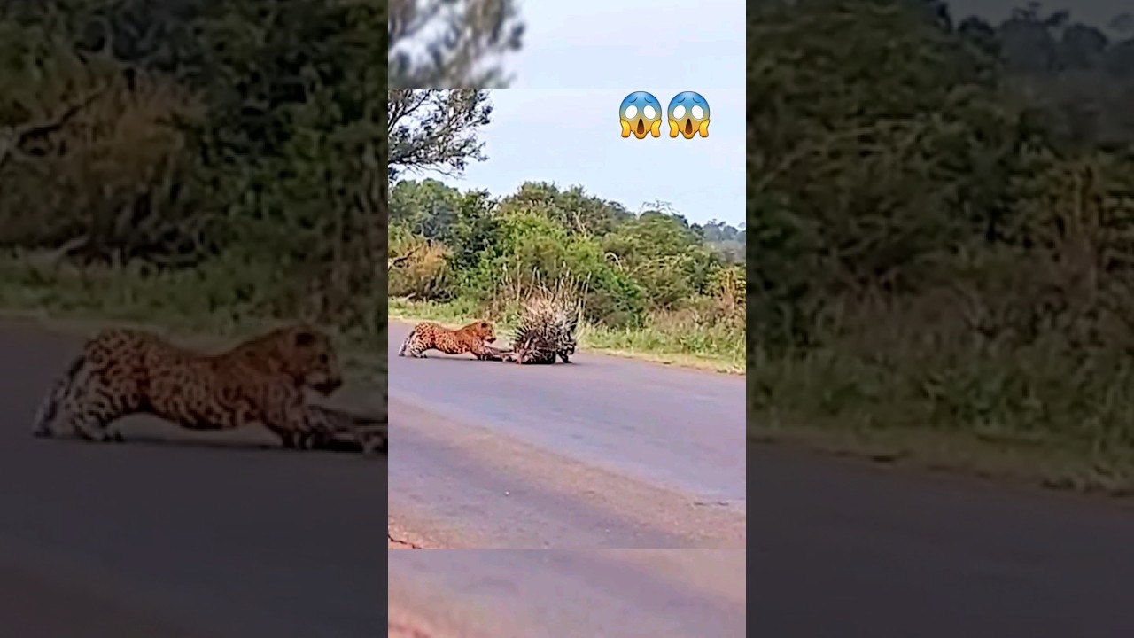Parents Porcupine save neuborn baby from Leopard. #shorts #wildlife
