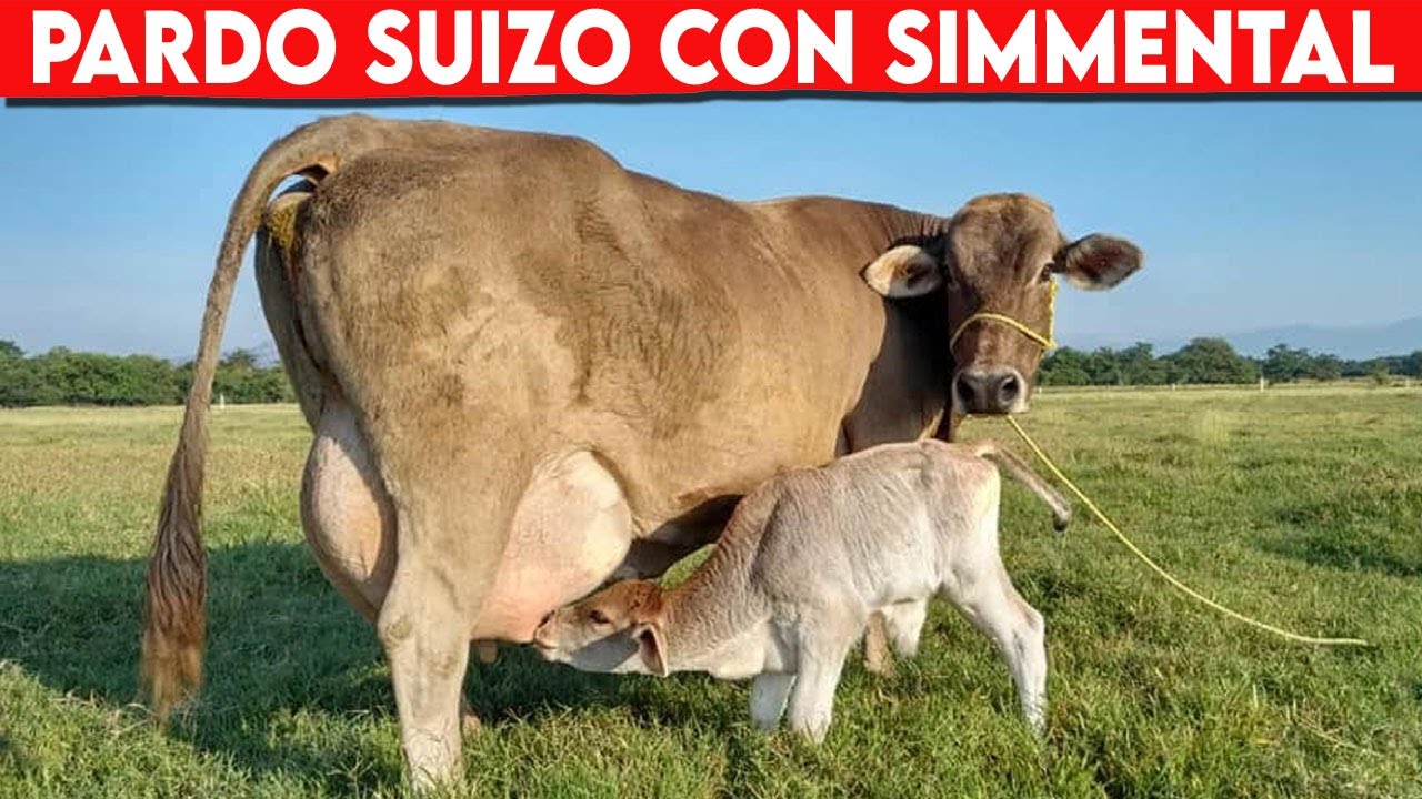 🔴 Cruce De PARDO SUIZO Con SIMMENTAL Como Se COMPORTA ✅ Vacas Lecheras / Doble Propósito