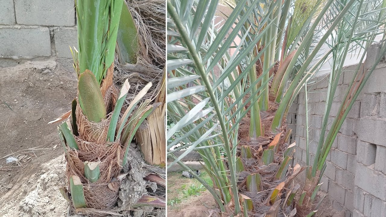 نخلة البرحي بجانب الحائط وحملها وفير جدا وحتى الفسائل فيها حمل .تعرف على أسباب هذا الحمل الوفير