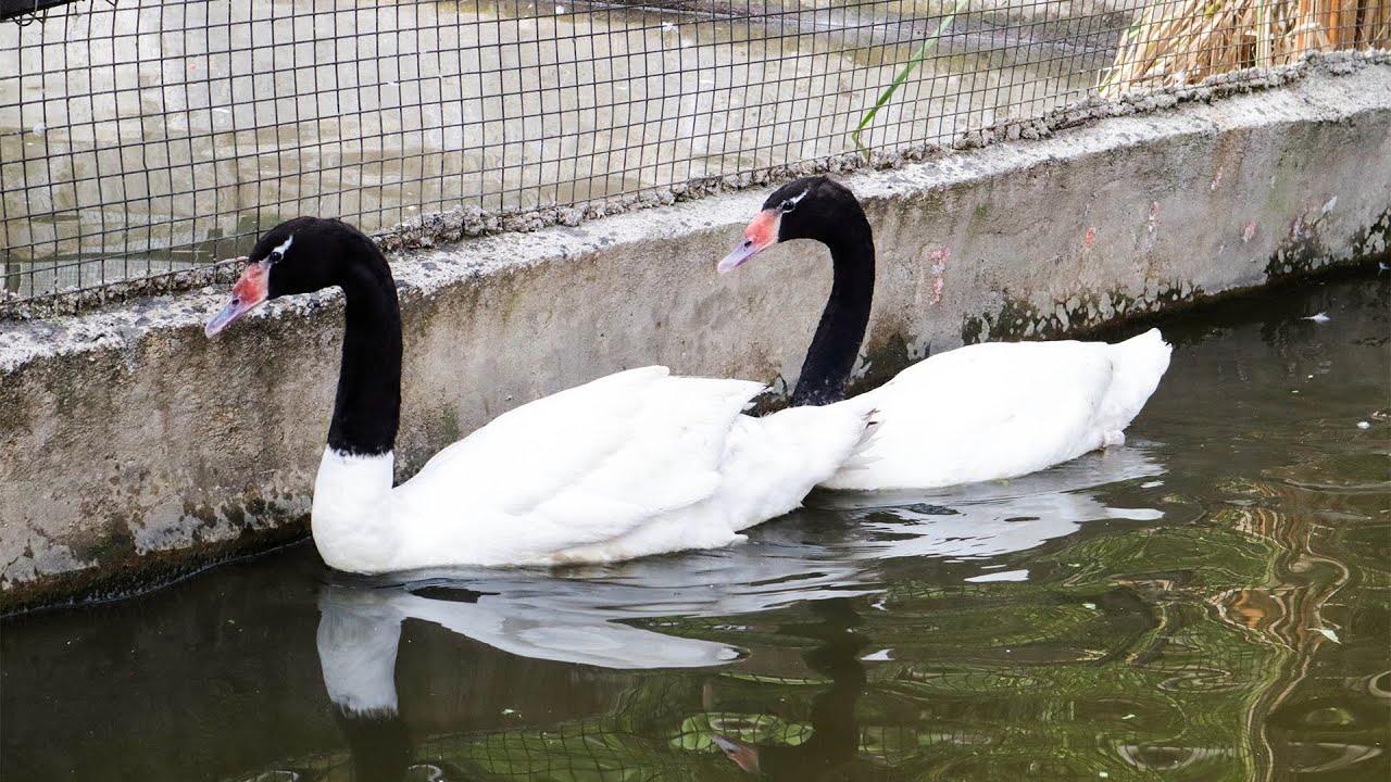 Lembang Park & Zoo | BLACK NECKED SWAN