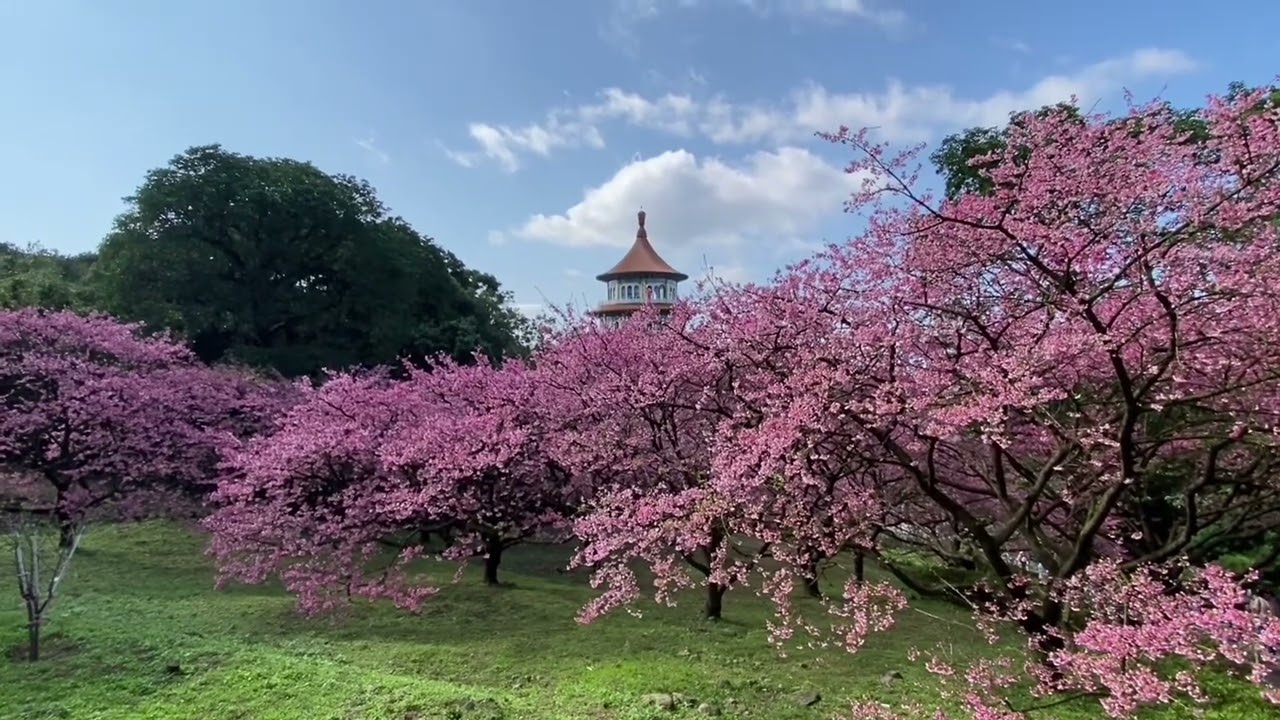 2026 天元宮花況｜Tianyuan Temple Peak Bloom