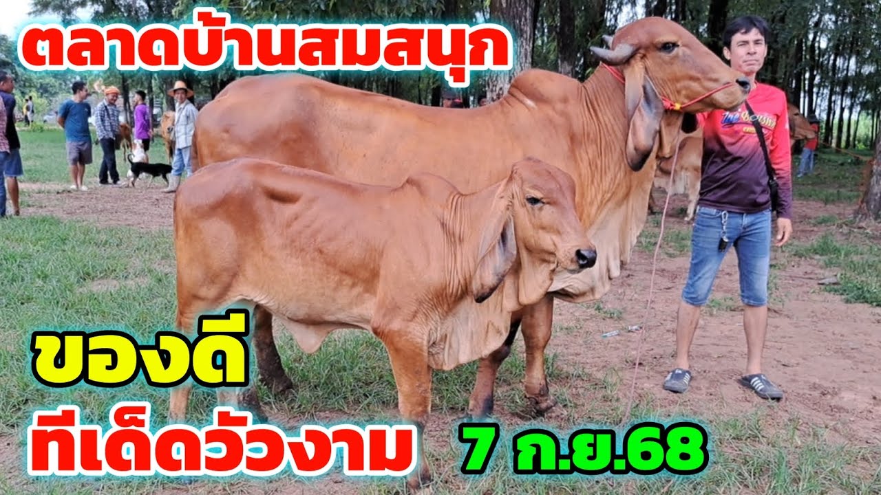 ของดี‼️7 ก.ย.68 ตลาดบ้านสมสนุก ทีเด็ดวัวงาม น่าเลี้ยง อย่างหนา ใครกำลังหาอยู่รีบชมเลย