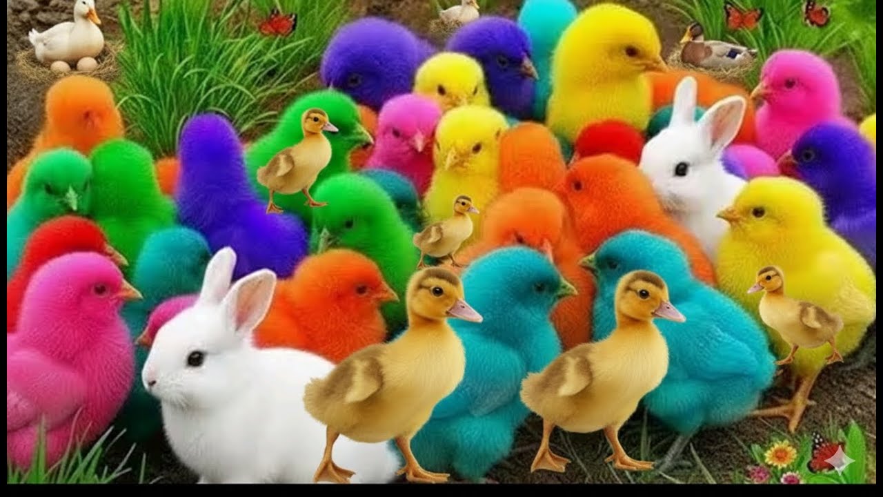 World Cute Duck,Chickens,Colorful Chicken Rainbow, Bunny and friends!