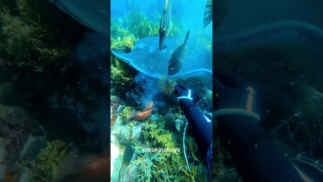 stingray doesn&rsquo;t want it #beuchat #pestcontrol #kina #asmr #diving